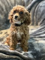 Miniature Poodle Puppies for sale in Fresno, CA, USA. price: $1,200