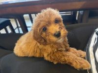 Miniature Poodle Puppies for sale in Allen, TX, USA. price: $500