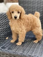 Miniature Poodle Puppies for sale in Fort Worth, TX, USA. price: $2,500