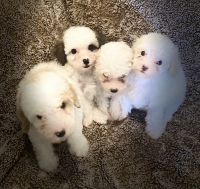 Miniature Poodle Puppies for sale in Las Vegas, NV 89149, USA. price: NA