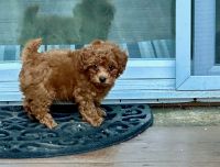 Miniature Poodle Puppies for sale in Salem, OR 97306, USA. price: $1,800