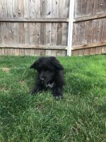 Miniature Poodle Puppies for sale in Mount Vernon, WA, USA. price: NA
