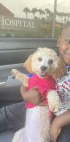 Miniature Poodle Puppies for sale in Orlando, FL, USA. price: $600