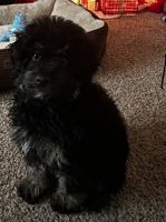 Miniature Poodle Puppies for sale in Fredericksburg, VA 22401, USA. price: $1,600