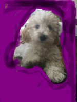 Miniature Poodle Puppies for sale in Sheffield, Vermont. price: $1,500