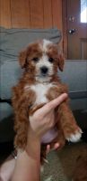 Miniature Poodle Puppies for sale in Commerce, Texas. price: $1,200