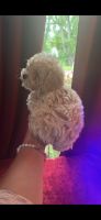 Miniature Poodle Puppies for sale in Dearborn Heights, MI 48125, USA. price: $600