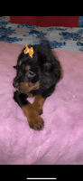 Miniature Poodle Puppies for sale in Bronx, New York. price: $500