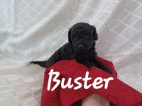 Miniature Poodle Puppies for sale in Winchester, Virginia. price: $1,300