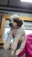 Miniature Poodle Puppies for sale in Cullman, Alabama. price: $500