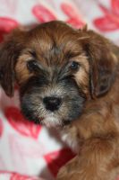 Miniature Poodle Puppies for sale in Iowa Falls, IA 50126, USA. price: $800