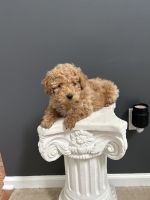Miniature Poodle Puppies for sale in Bear, Delaware. price: $650