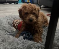 Miniature Poodle Puppies for sale in College Park, Maryland. price: $800