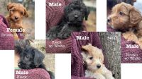 Miniature Poodle Puppies for sale in Roanoke, Alabama. price: $800