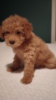 Miniature Poodle Puppies for sale in Jackson, TN, USA. price: $800