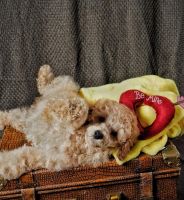 Miniature Poodle Puppies for sale in Fort Worth, TX, USA. price: $1,800