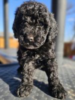 Miniature Poodle Puppies for sale in Indiahoma, OK 73552, USA. price: $900