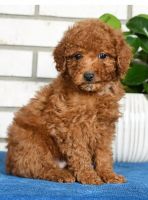 Miniature Poodle Puppies for sale in Beachwood, Ohio. price: $2,000