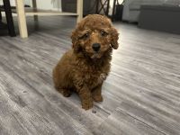 Miniature Poodle Puppies for sale in Beachwood, Ohio. price: NA