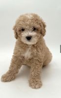 Miniature Poodle Puppies for sale in Davenport, Florida. price: $2,500