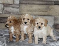 Miniature Poodle Puppies for sale in Washington, Indiana. price: $1,200