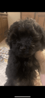 Miniature Poodle Puppies for sale in Cookeville, TN, USA. price: $500