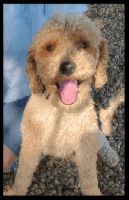 Miniature Poodle Puppies for sale in Gallatin, MO 64640, USA. price: $2,000