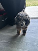Miniature Poodle Puppies for sale in Portage, Indiana. price: $800