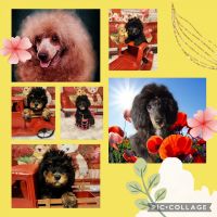 Miniature Poodle Puppies for sale in Cache, Oklahoma. price: $1,800