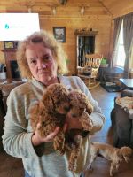 Miniature Poodle Puppies for sale in Baker, West Virginia. price: $750