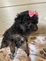 Miniature Poodle Puppies for sale in Lakeville, Ohio. price: $700