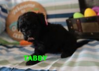 Miniature Poodle Puppies for sale in Jasper, AR 72641, USA. price: $800