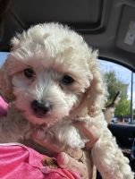 Miniature Poodle Puppies for sale in Austin, Texas. price: $500