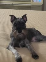 Miniature Schnauzer Puppies for sale in Denver, CO, USA. price: NA