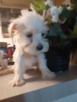 Miniature Schnauzer Puppies for sale in Oceanside, CA, USA. price: NA