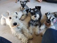 Miniature Schnauzer Puppies for sale in Klamath Falls, OR, USA. price: NA