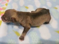 Miniature Schnauzer Puppies for sale in Bryson City, NC 28713, USA. price: NA