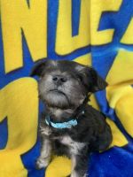 Miniature Schnauzer Puppies for sale in Fillmore, CA 93015, USA. price: NA