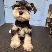 Miniature Schnauzer Puppies for sale in Chariton, IA 50049, USA. price: NA