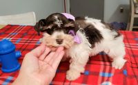 Miniature Schnauzer Puppies for sale in Okmulgee, OK 74447, USA. price: NA