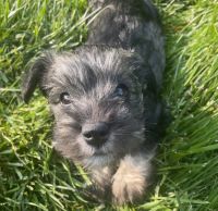 Miniature Schnauzer Puppies for sale in Bluffdale, UT, USA. price: NA