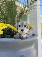 Miniature Schnauzer Puppies for sale in Riverside, CA, USA. price: NA