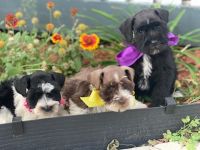 Miniature Schnauzer Puppies for sale in Milwaukee, WI 53224, USA. price: NA