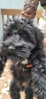 Miniature Schnauzer Puppies for sale in Lowell, MI 49331, USA. price: NA