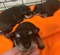 Miniature Schnauzer Puppies for sale in Michigan-Martin, Detroit, MI 48210, USA. price: NA