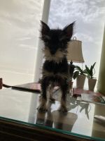 Miniature Schnauzer Puppies for sale in Brickell, Miami, FL, USA. price: NA
