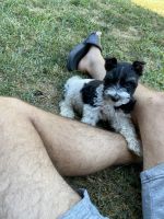 Miniature Schnauzer Puppies for sale in Independence, KS 67301, USA. price: NA
