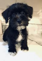Miniature Schnauzer Puppies for sale in Redford Charter Twp, MI, USA. price: NA