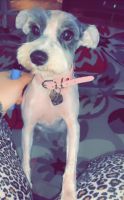 Miniature Schnauzer Puppies for sale in Jacksonville, FL, USA. price: NA
