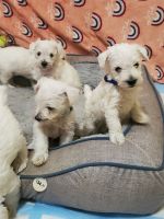 Miniature Schnauzer Puppies for sale in Lubbock, TX, USA. price: NA